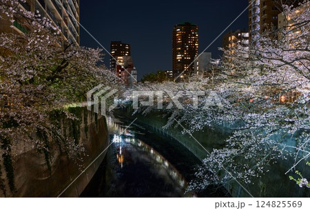 夜の神田川に咲く満開の桜｜東京・春の風物詩 124825569