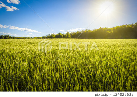 Beautiful summer landscape Beautiful summer landscape 124825635