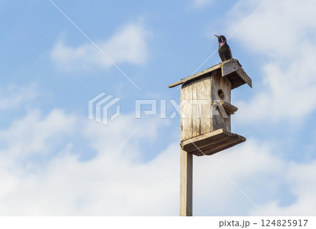 Birdhouse on a stick Birdhouse on a stick 124825917