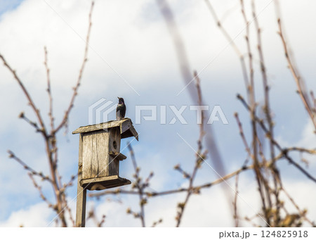 Birdhouse on a stick Birdhouse on a stick 124825918