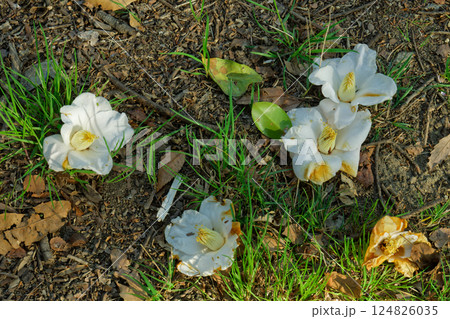 白椿の落花と木漏れ日の中で 白椿の落花と木漏れ日の中で 124826035