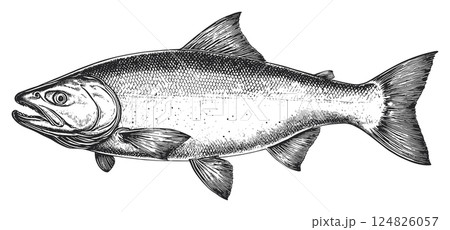 Salmon Fish Detailed Vintage Engraving Illustration on White Background with Intricate Texture Classic Seafood Antique Style Freshwater Fish Graphic Vintage Aquatic Animal Design 124826057