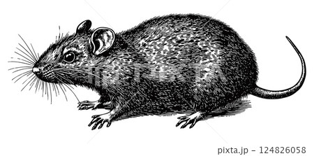 Rat Detailed Vintage Engraving Illustration on White Background with Intricate Texture Classic Rodent Art Antique Style Wildlife Graphic Vintage Animal Design 124826058