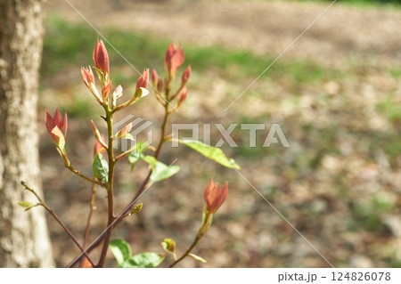 クスノキの赤い新芽のクローズアップ クスノキの赤い新芽のクローズアップ 124826078