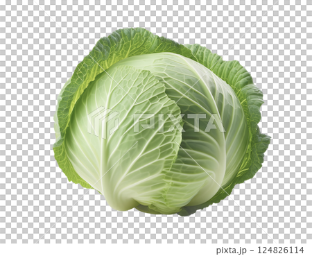 きゃべつ 124826114