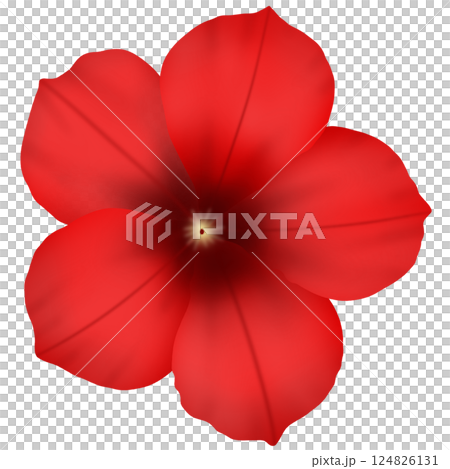 red flower isolated on white background 124826131