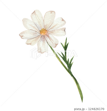 Chamomile. Watercolor illustration of white wildflowers with green leaves. The bouquet is hand drawn, isolated on a white background. For design, invitations, weddings. Botanical illustration of daisy 124826170
