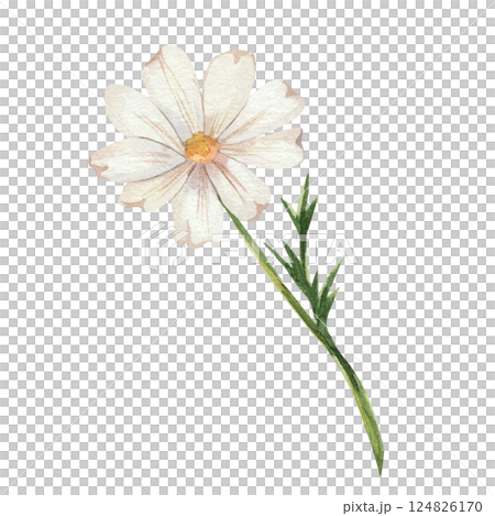 Chamomile. Watercolor illustration of white wildflowers with green leaves. The bouquet is hand drawn, isolated on a white background. For design, invitations, weddings. Botanical illustration of daisy 124826170