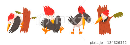 Funny Woodpecker Bird in Different Pose Vector Set 124826352