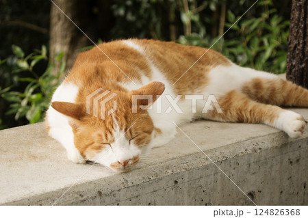昼寝をする野良猫 124826368