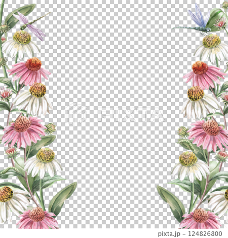 Square frame with echinacea flowers and dragonfly. Isolated watercolor illustration of garden flowers for design of cosmetic products, printing on posters, clothes. 124826800