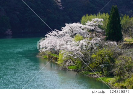 揖斐峡と桜 124826875