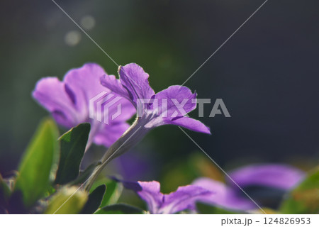 Pink and purple flowers on a blurred background Soft focus. 124826953