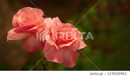 Two pink buds (flowers) of a rose on a natural blurred background Two pink buds (flowers) of a rose on a natural blurred background 124826962