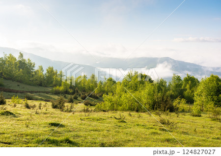scenic view of nature in fog and clouds. sunny morning. deciduous forest on the hills in spring. rural valley in the distance. carpathian alpine climate scenic view of nature in fog and clouds. sunny morning. deciduous forest on the hills in spring. rural valley in the distance. carpathian alpine climate 124827027