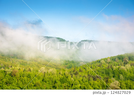 nature background with mountain and fog evaporating to cloud. green environment. beautiful view of forest on the hill in morning light. scenic weather 124827029