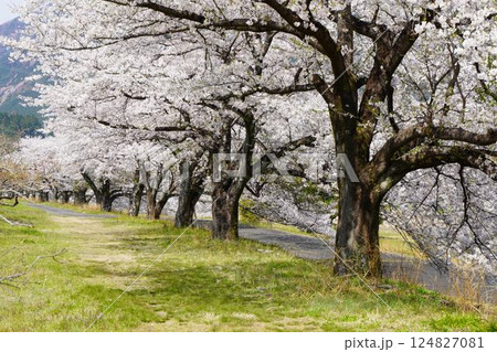 粕川堤のサクラ並木 124827081