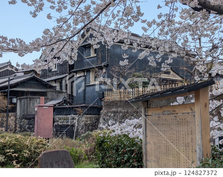 長良川河畔の川原町と桜 長良川河畔の川原町と桜 124827372