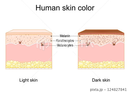 Melanin and skin color. Cross section of a human skin 124827841