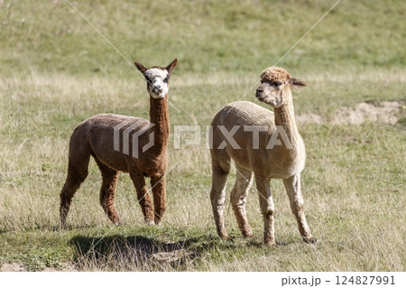 Two Alpacas enjoying the sunshine in the outdoors Two Alpacas enjoying the sunshine in the outdoors 124827991