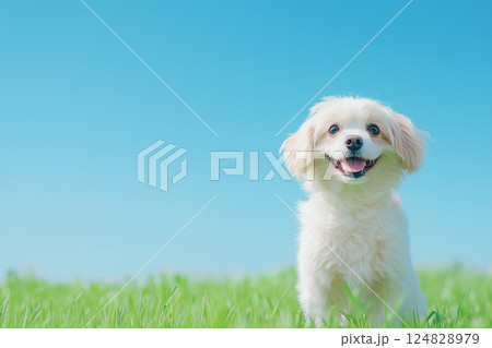 Cavalier dog puppy happy in field with grass outdoors, smiling, cute, and fluffy under blue sky 124828979