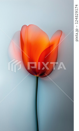 Vibrant tulip bloom showcasing nature's elegance in spring's colorful floral harmony 124829174