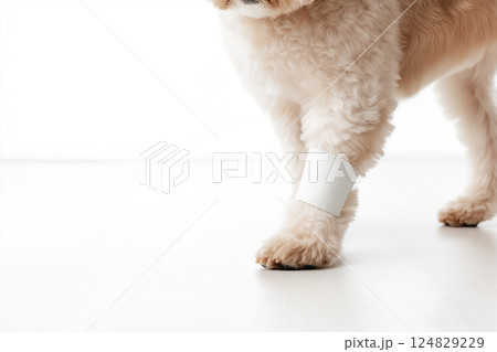 Poodle leg with cute fluffy fur, white pet, adorable walk, and canine soft puppy paw Poodle leg with cute fluffy fur, white pet, adorable walk, and canine soft puppy paw 124829229