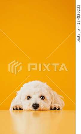 Bichon puppy with white fluffy fur looking adorable against a bright yellow background 124829232