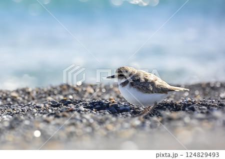 砂浜に佇むシロチドリ 砂浜に佇むシロチドリ 124829493