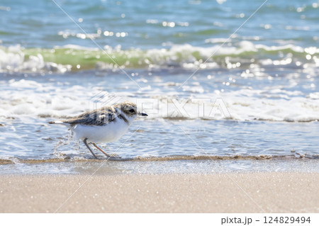 砂浜に佇むシロチドリ 砂浜に佇むシロチドリ 124829494