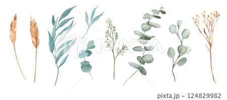 Watercolor Branches Isolated Set. Eucalyptus, Spikelets of Wheat or Rye, Dry yellow Tansy. Hand drawn Nature illustration on a white background. Design elements for cards, prints and patterns. 124829982