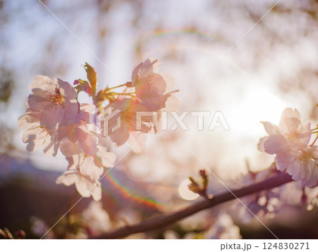 ソメイヨシノの桜の花が風にゆれる春の風景 レンズフレア ソメイヨシノの桜の花が風にゆれる春の風景 レンズフレア 124830271