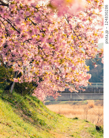 満開の春の河津桜 満開の春の河津桜 124830286
