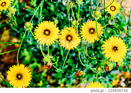 Macro of flowers, yellow daisies. Color and texture. Macro of flowers, yellow daisies. Color and texture. 124830716