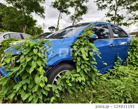 Abandoned cars after accidents in a dense overgrown setting 124831195