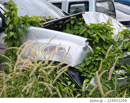 Abandoned cars after accidents in a dense overgrown setting 124831209