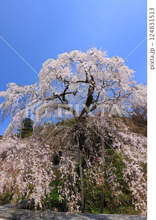 弾正糸桜（しだれ桜）9368 124831513