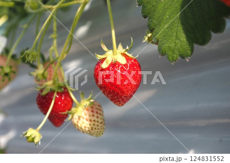 食べごろのいちご農園のいちご 124831552