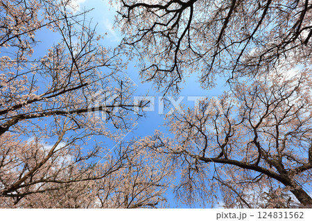 徳佐のしだれ桜 9140 124831562