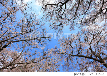 徳佐のしだれ桜 9142 徳佐のしだれ桜 9142 124831563