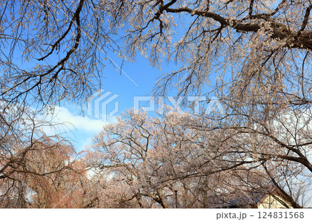 徳佐のしだれ桜 9152 徳佐のしだれ桜 9152 124831568