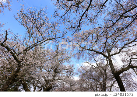 徳佐のしだれ桜 9162 124831572