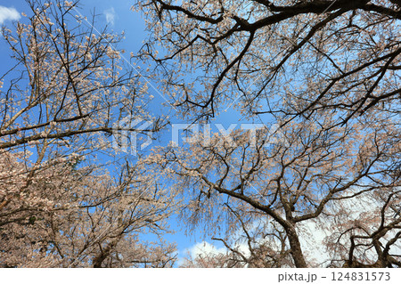 徳佐のしだれ桜 9163 124831573