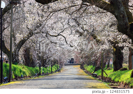 徳佐のしだれ桜 9169 124831575