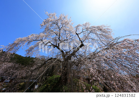 弾正糸桜(しだれ桜)9293 弾正糸桜(しだれ桜)9293 124831582