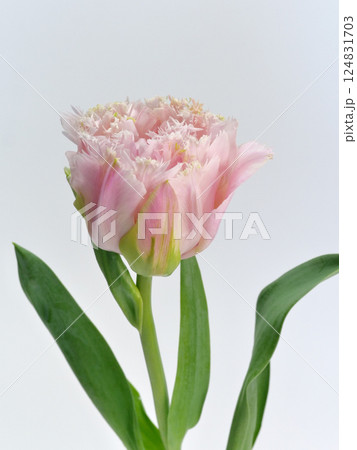 ピンク色のフリンジ咲きのチューリップの花【Tulip】 ピンク色のフリンジ咲きのチューリップの花【Tulip】 124831703