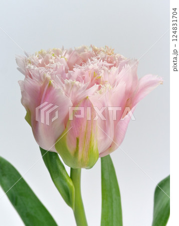 ピンク色のフリンジ咲きのチューリップの花【Tulip】 ピンク色のフリンジ咲きのチューリップの花【Tulip】 124831704