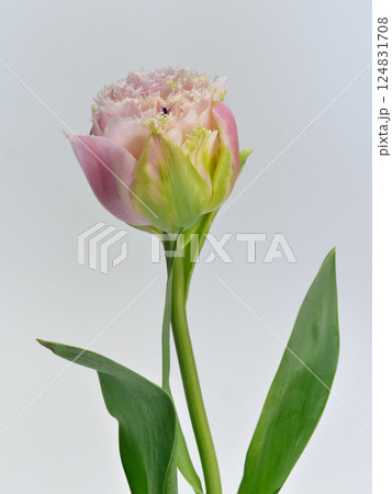 ピンク色のフリンジ咲きのチューリップの花【Tulip】 124831708