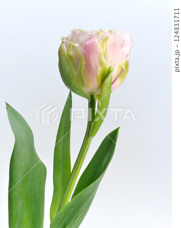 ピンク色のフリンジ咲きのチューリップの花【Tulip】 124831711