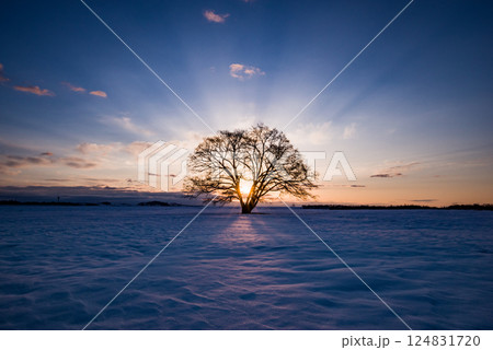 冬の北海道　朝日をバックにたたずむはるにれの木 124831720